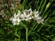 Allium tuberosum